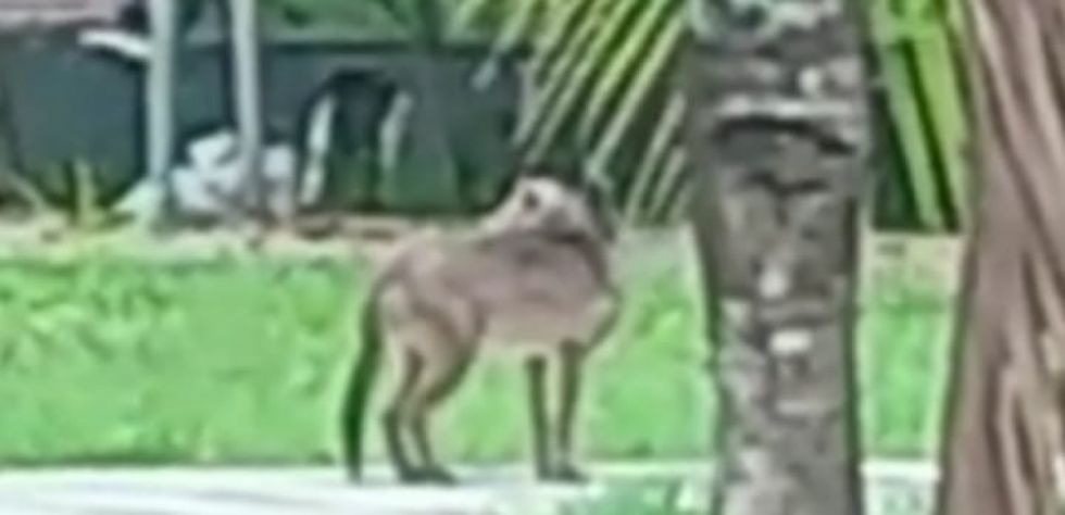 Capturan vivo al primer espécimen de perro fantasma en Bolivia