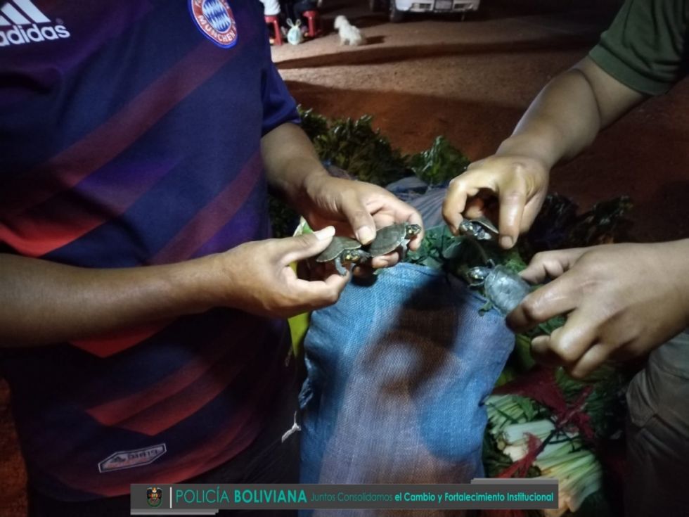 Policía forestal interviene venta de tortugas en una feria de Tarija 