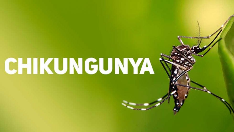 Intensifican medidas en Paraguay contra la chikungunya