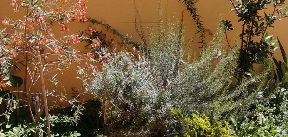 Pequeña área con plantas medicinales (Tilo, cedrón, poleo, romero, Laurel, diente de león, anís y sábila 