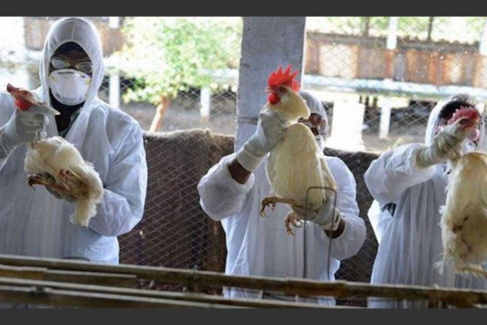 Reportan un nuevo foco de gripe aviar en Uruguay
