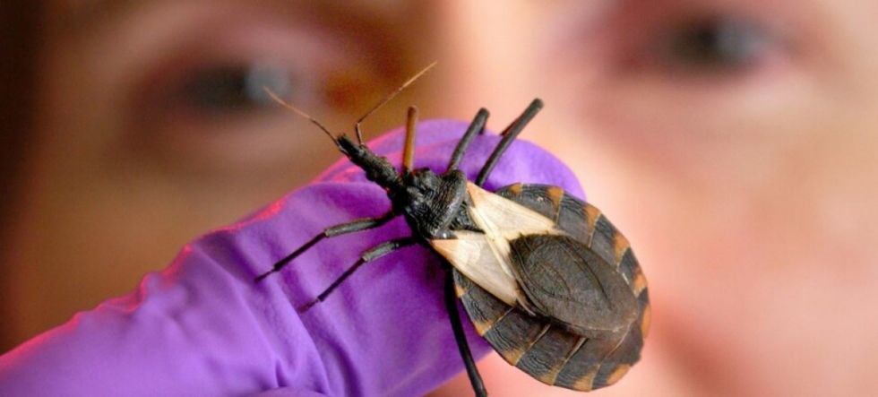 La OPS llama a redoblar la lucha contra el mal de Chagas