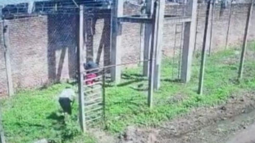 Policía frustra intento de fuga de tres reos de la cárcel de Palmasola