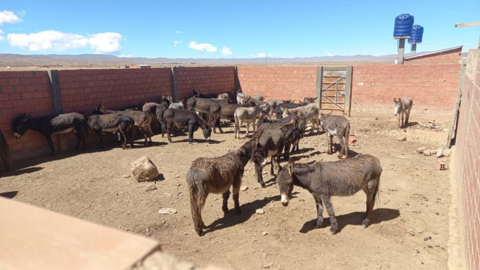 Faenaban carne de burro en un matadero clandestino