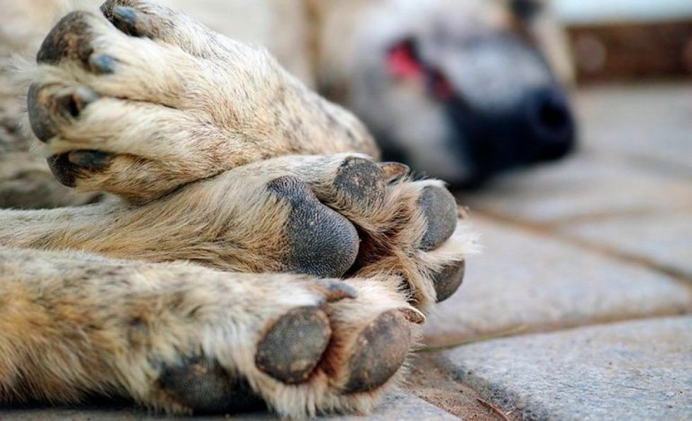 Caso cóndores: Investigan el envenenamiento del perro 