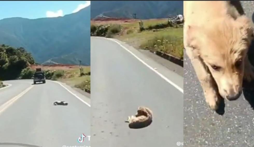 Encuentran al conductor del vehículo desde donde cayó un perro y fijan su declaración para el jueves