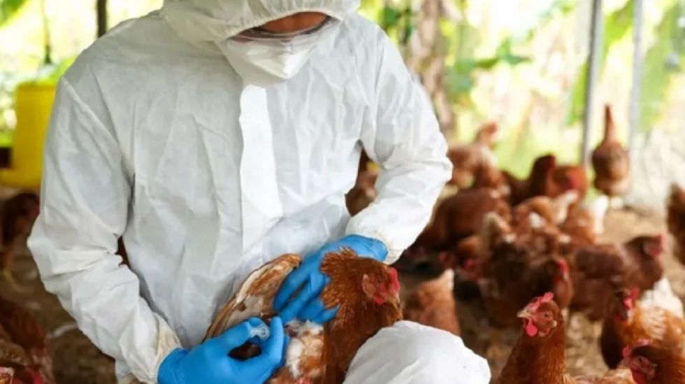 Paraguay registra tercer foco de gripe aviar