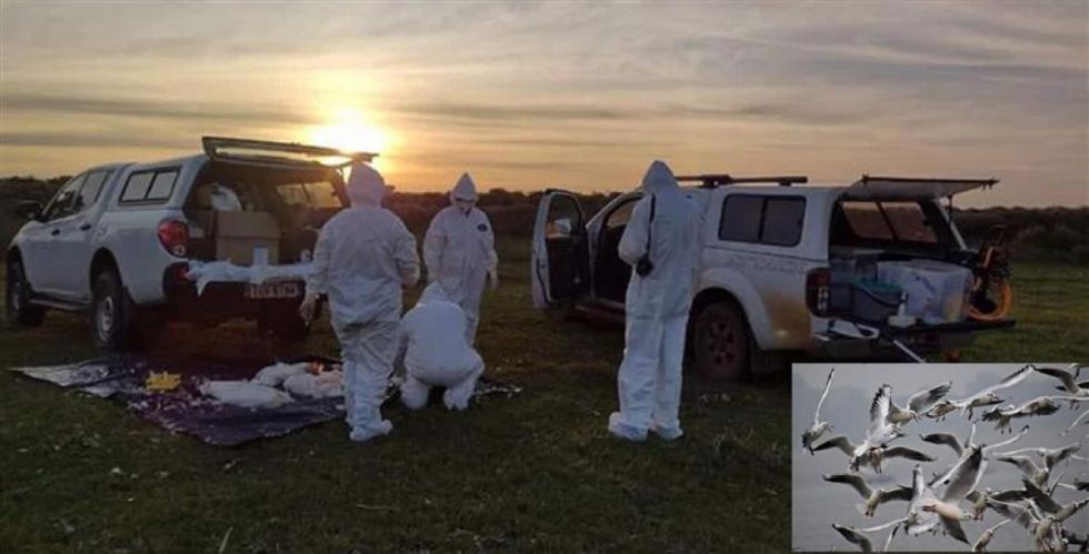 Sube a 19 cifra de brotes de gripe aviar en Brasil
