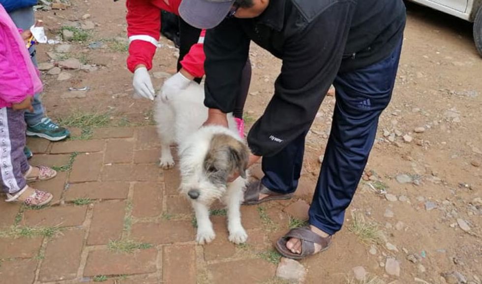 Sucre en alerta: 21 casos de rabia canina disparan campaña de vacunación masiva