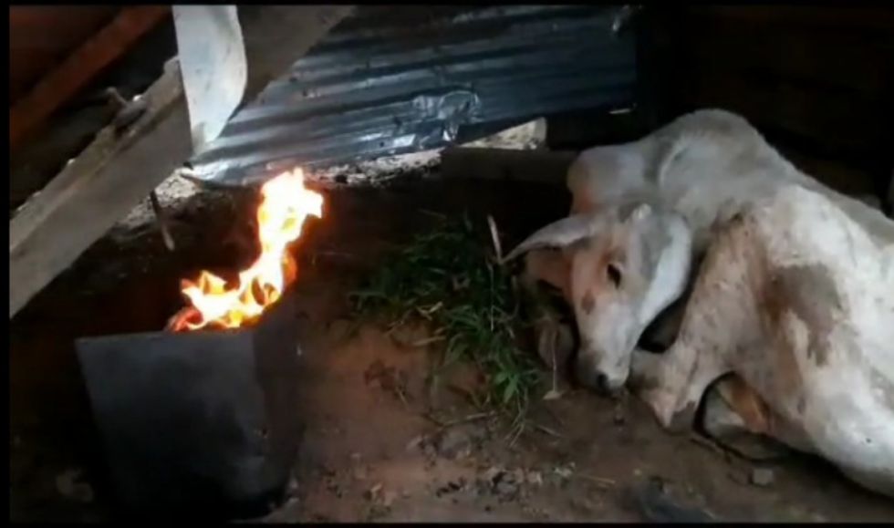Terneros mueren de frío en Beni, mientras ganaderos buscan proteger a las reses de la baja temperatura