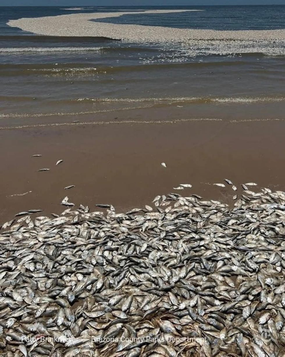 Marea de peces muertos en la costa de Texas por el calentamiento del agua y la falta de oxígeno