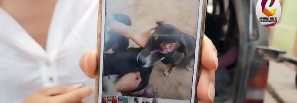 Intento de biocidio: un can queda herido de gravedad tras ser atacado con un machete