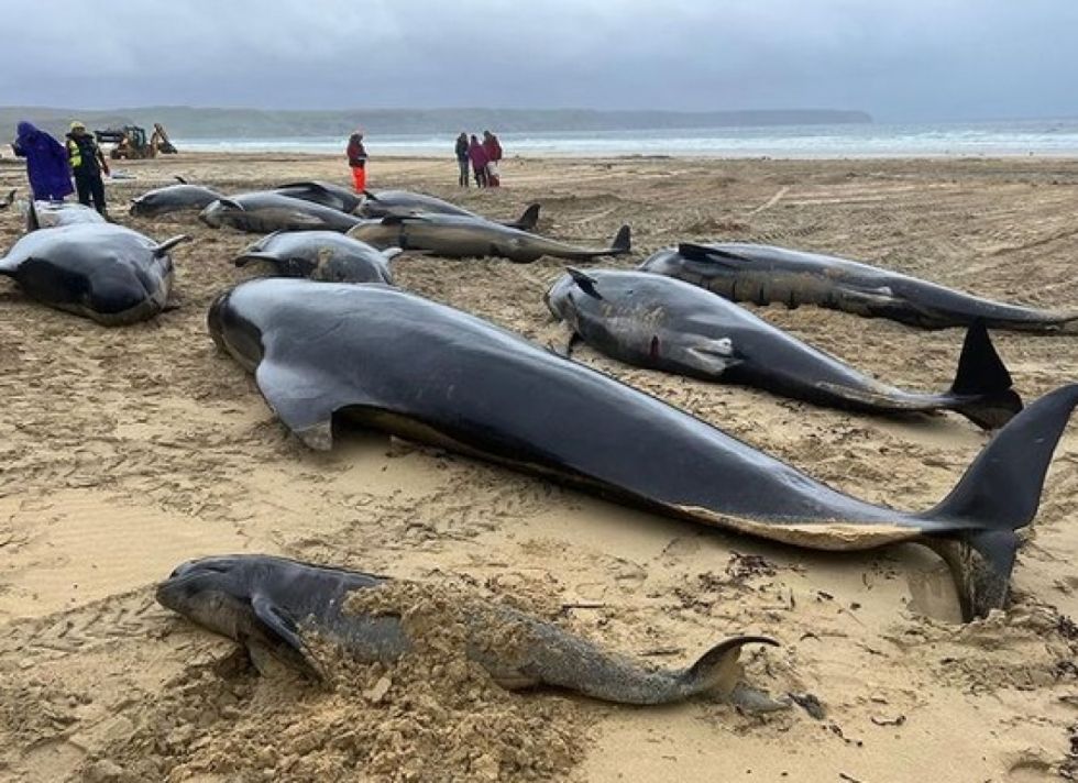 Mueren 55 ballenas al encallar en una playa de Escocia