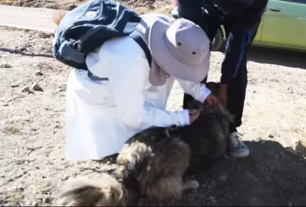 En Viacha inmunizan a 1.050 animales, detectan dos canes sospechosos con rabia