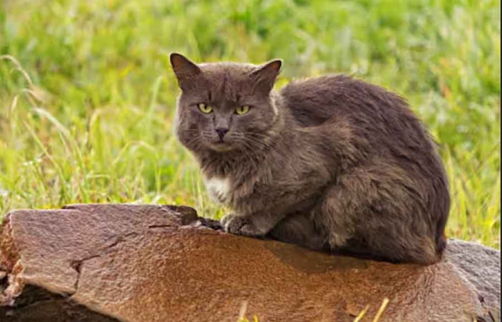 OMS advirtió presencia de gripe aviar en gatos