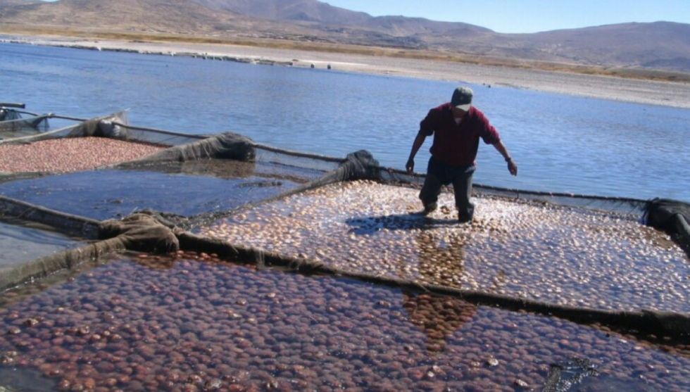 Ciencia y saberes tradicionales: brecha aún por superar en América Latina