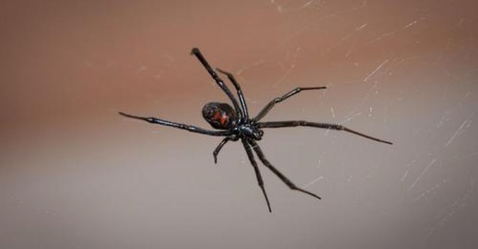 Un niño se deja picar por una viuda negra para convertirse en el Hombre Araña en Oruro