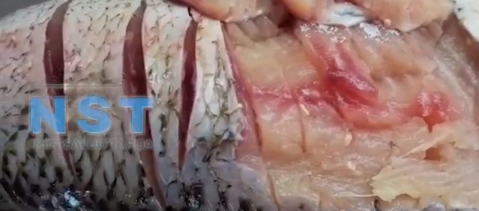 Tarija: Mujer denuncia que le vendieron pescado con gusanos en su interior