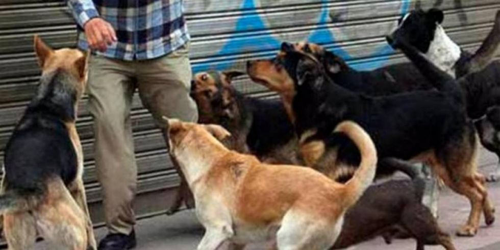 Feroz ataque de perros deja un muerto y un herido de gravedad en Oruro