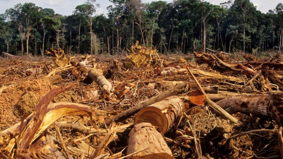 En agosto, la deforestación cayó 66% en la Amazonía brasileña