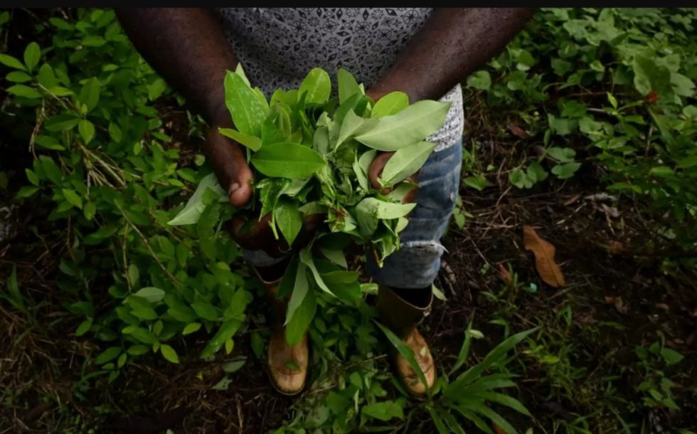 Fentanilo, cárteles rivales o saturación del mercado: ¿a qué se debe la caída del comercio de coca en Colombia?