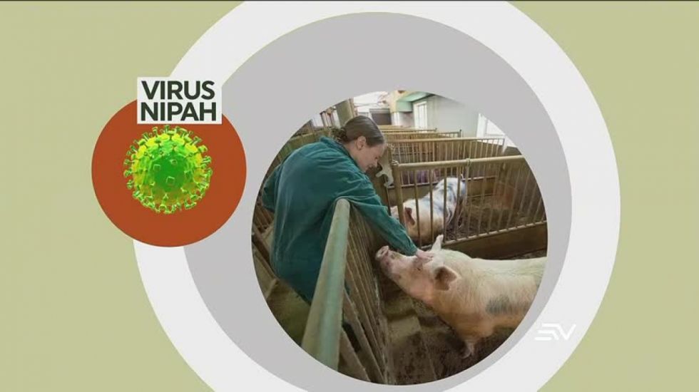 ¿Qué es el Nipah, cómo se transmite y por qué es tan peligroso?