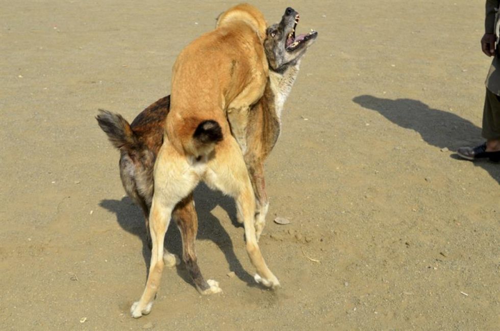 Tarija: Dos perros grandes mataron a otro pequeño 