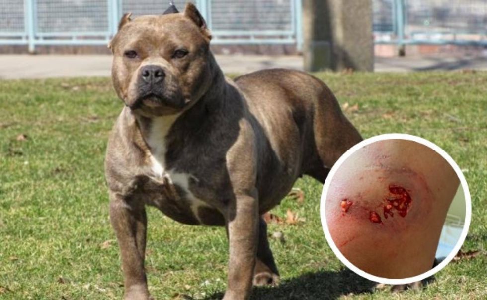 Zoonosis sólo tiene 15 perros de razas peligrosas registrados