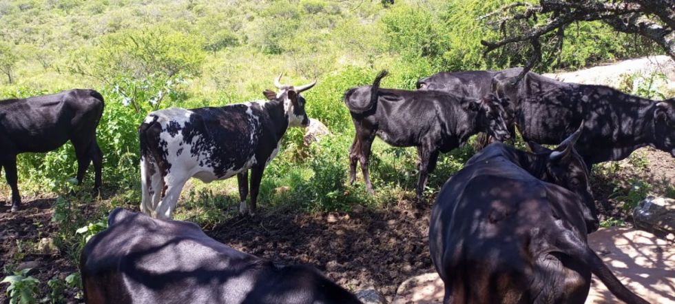Campesinos de Cercado denuncian robo de ganado 