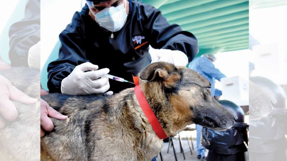 Tarija: Zoonosis esteriliza a canes del botadero 