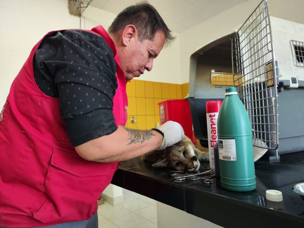 Tarija: Puma rescatado se recupera favorablemente