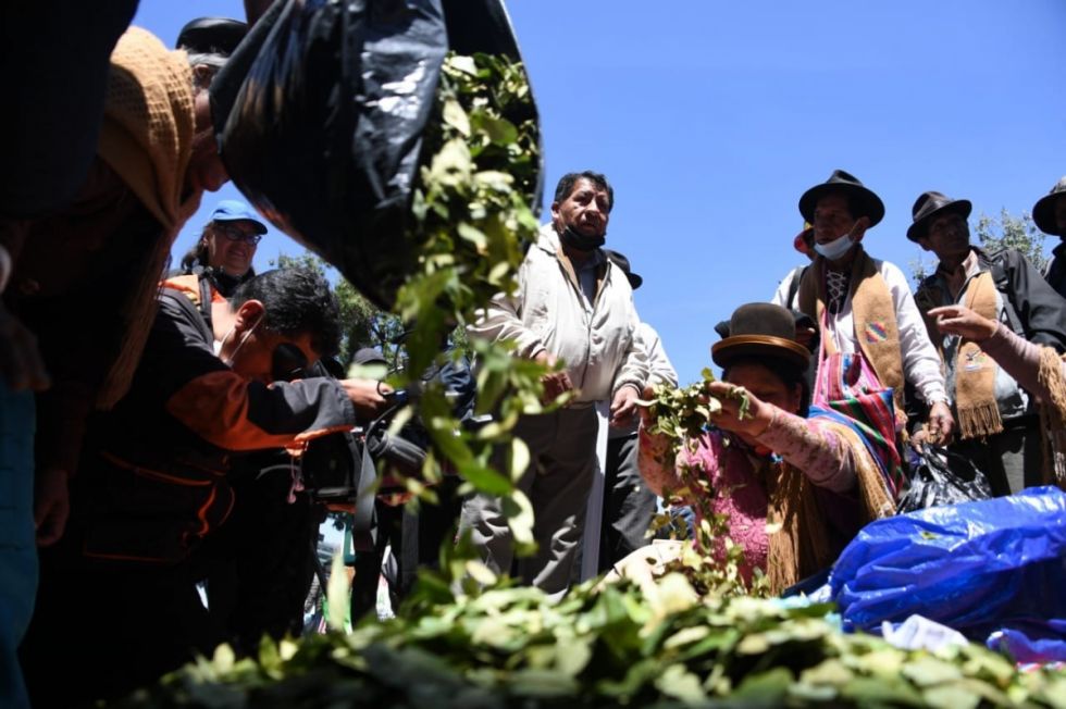 Precio del kilo de hoja de coca llegó a Bs 46 en 2022, aún por debajo de los Bs 87 de 2018