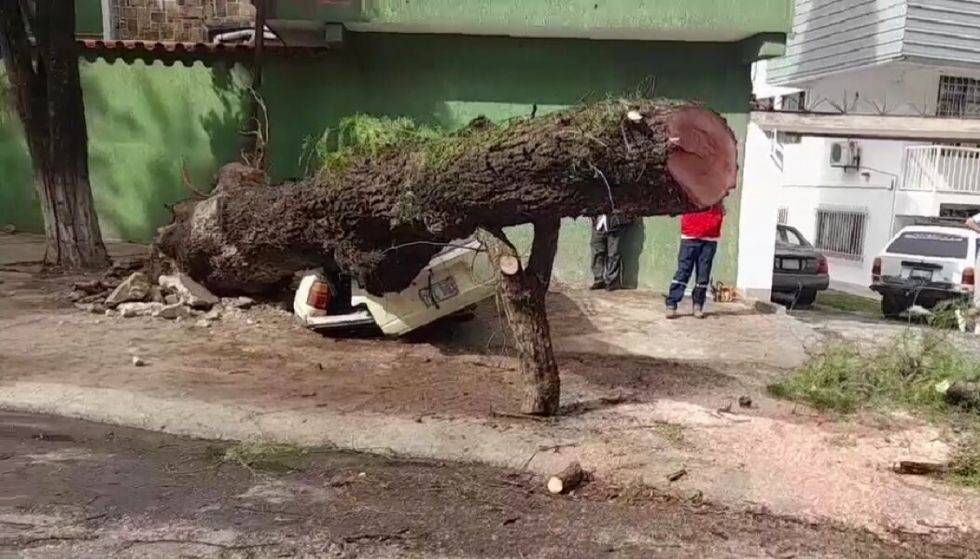 Tarija: Árbol cae y aplasta a un vehículo estacionado