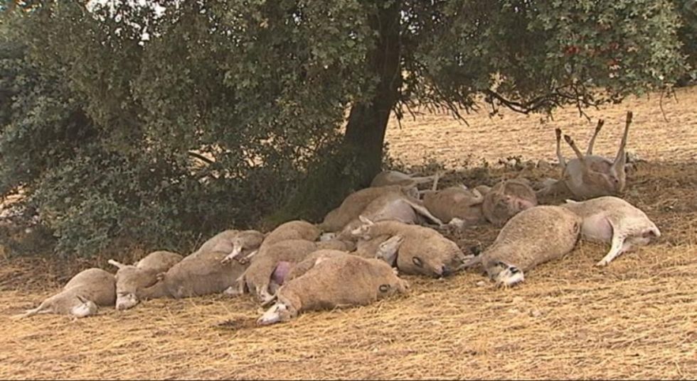 Un rayo mata a una mujer y a 16 ovejas en una comunidad de Potosí