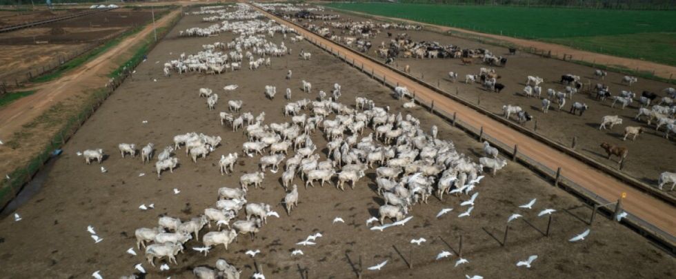 El poderoso agronegocio del Mercosur pasará a la ofensiva en la COP28