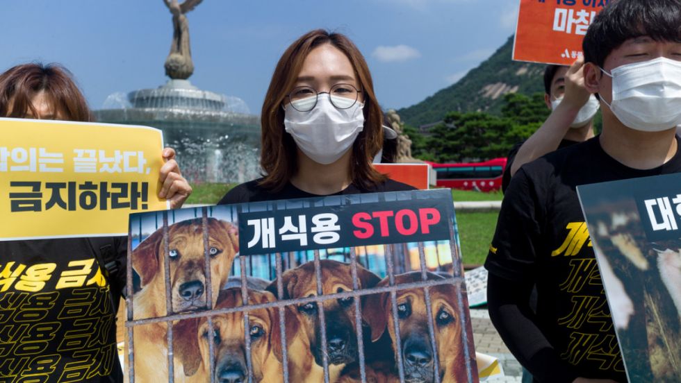 Surcorea busca prohibir el consumo de carne de perro
