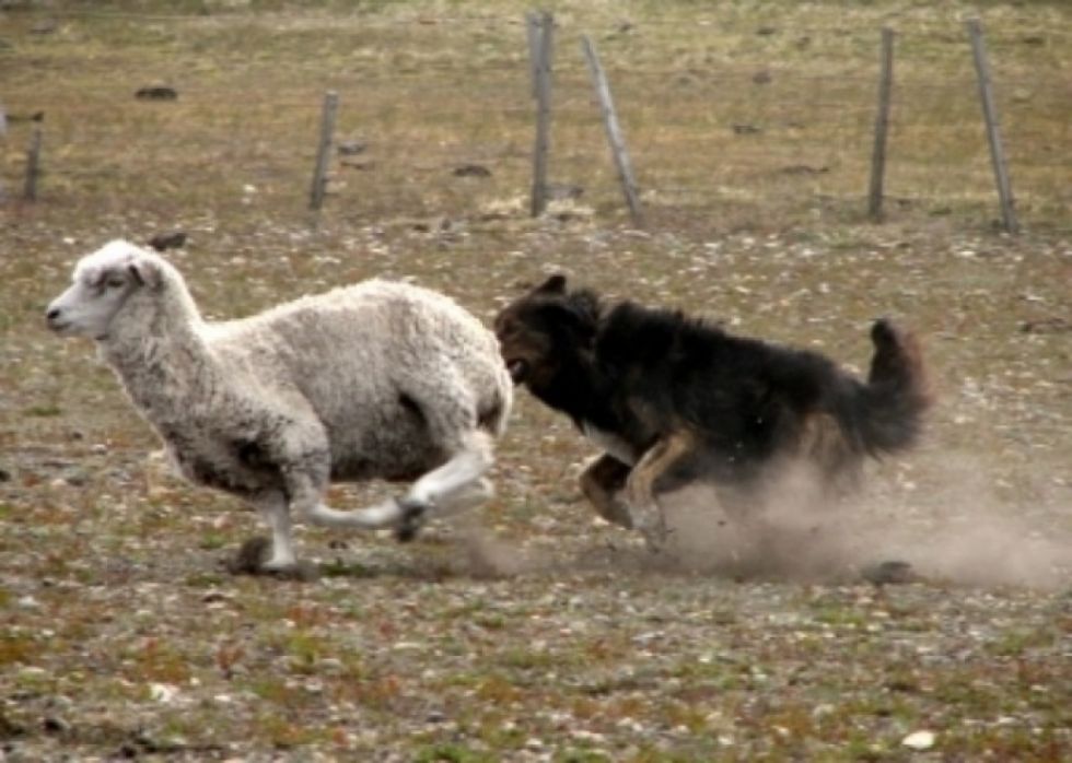 Perros atacan al ganado en Tablada Grande