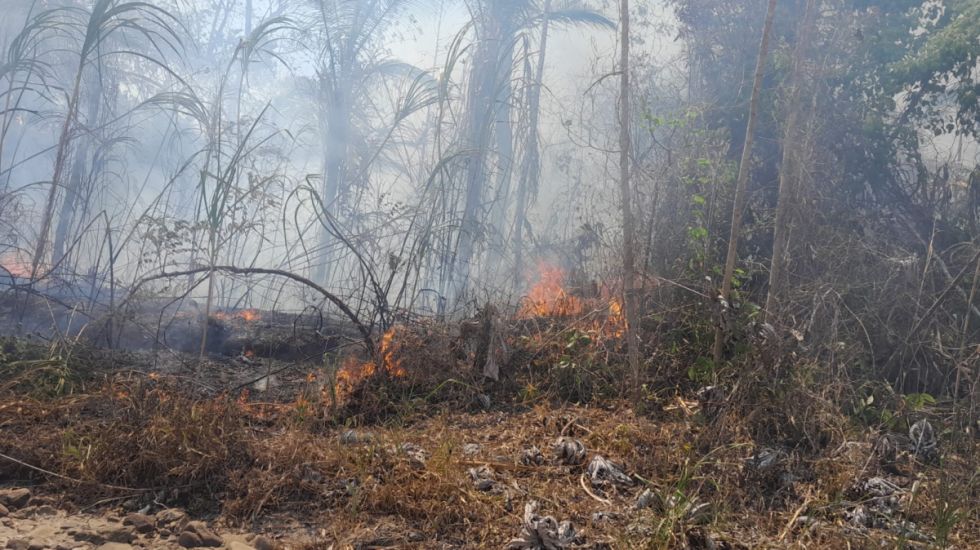 Cifran en al menos 100.000 hectáreas afectadas por el fuego