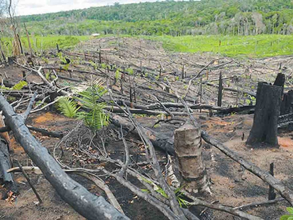 Deforestación cayó 59% en bosques de costa de Brasil