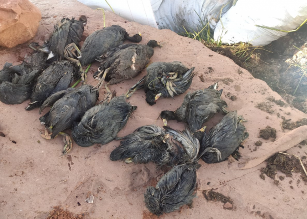Aves afectadas por derrame de aceite mueren por hipotermia en el Titicaca