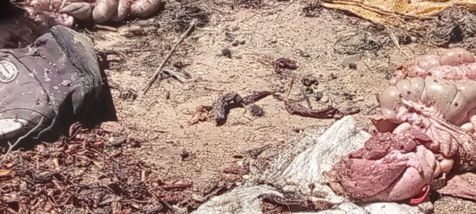 Mataderos clandestinos dejaban las vísceras en la calle 