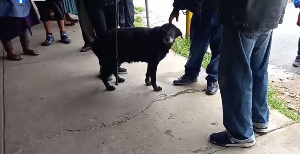 Denuncian biocidio de más de seis canes en el Mercado Abasto del Sur de Tarija