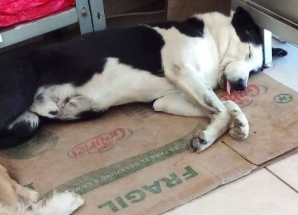 Aparece un séptimo perro muerto en el mercado Abasto del Sur