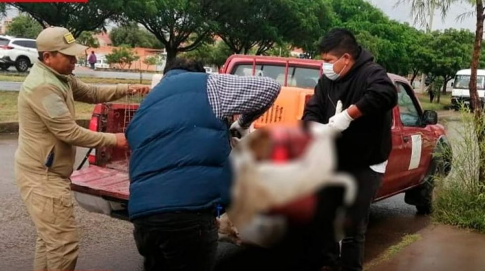 Leyes en defensa de los animales en Tarija son “saludo a la bandera”