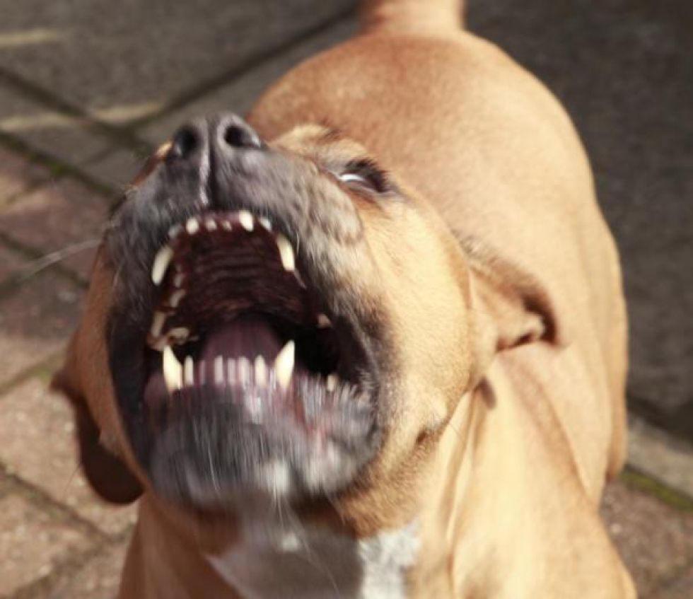 Un perro pitbull mató a otro de raza pequeña en la plazuela Sucre 