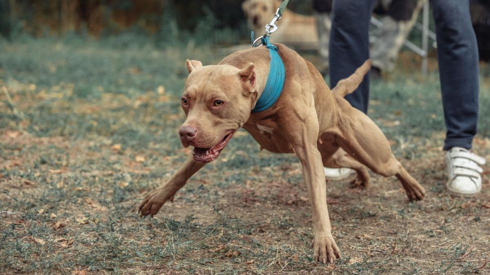 Una anciana fue atacada por dos perros pitbull, quedó con múltiples heridas 