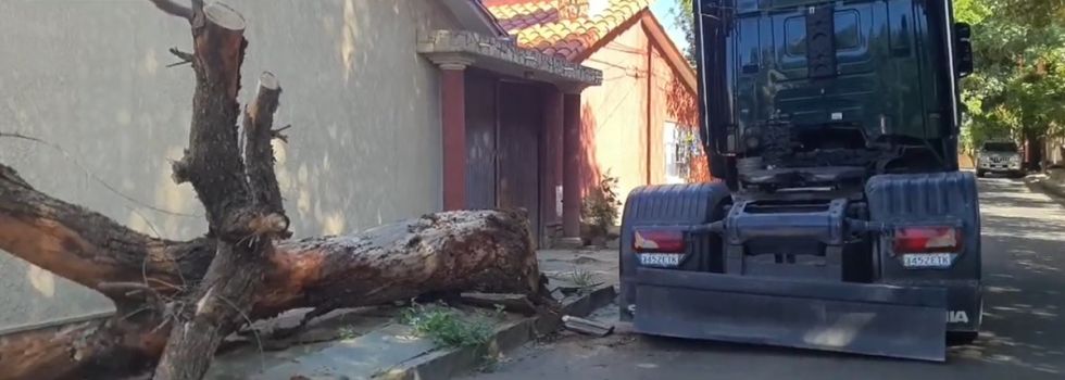 Un adulto resulta herido tras caída de árbol en Tarija