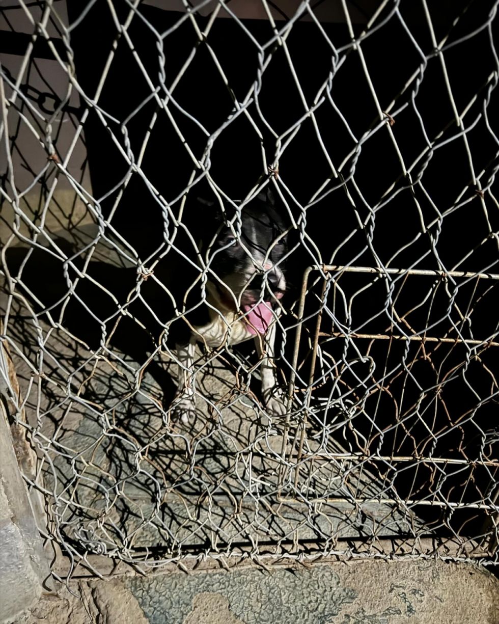 Zoonosis definirá la suerte del Pitbull que mató a un perro de raza pequeña 