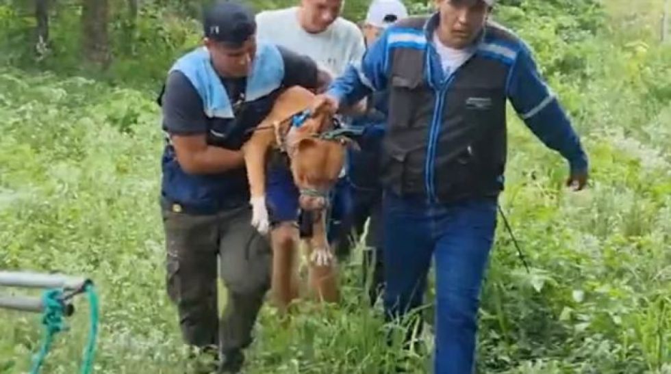 Sacrifican al pitbull que atacó a anciano tras no poder calmarlo ni con tranquilizantes