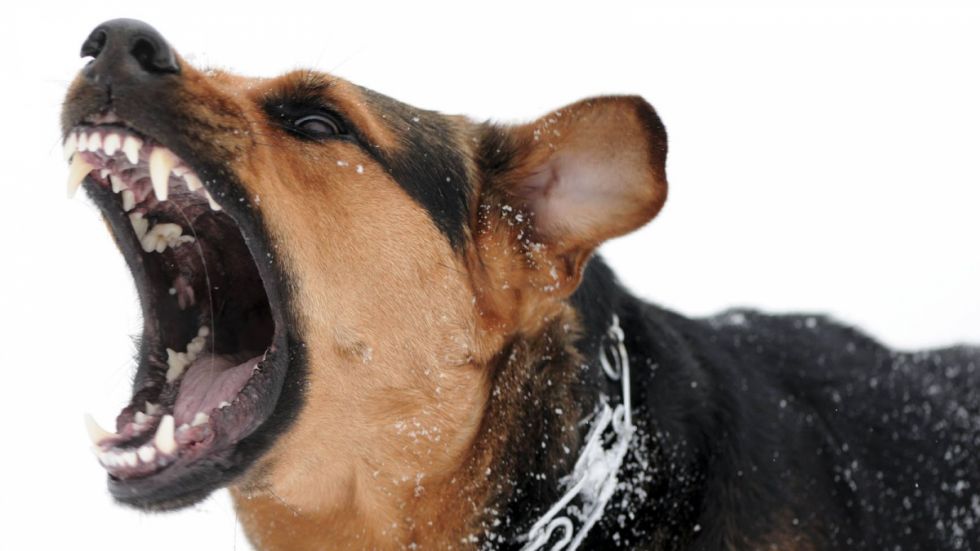 Tarija: Cuatro perros dejaron malherida a una mujer 